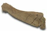Hadrosaur (Edmontosaurus) Spinous Process - Wyoming #377982-2